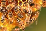 Η κλιματική αλλαγή μειώνει την παραγωγικότητα των μελισσών,