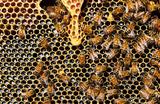 Οι επιπτώσεις της κλιματικής αλλαγής «χτύπησαν» την παραγωγικότητα των μελισσών,