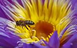 Τι θα γινόταν αν εξαφανίζονταν οι μέλισσες;,