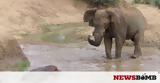 Ελέφαντας, Λίγο, Video,elefantas, ligo, Video