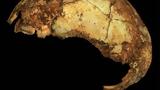 Ανακαλύφθηκε, Νότια Αφρική, Όρθιου Ανθρώπου Homo,anakalyfthike, notia afriki, orthiou anthropou Homo