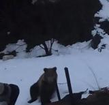 Αρκούδα, Φλώρινα, VIDEO,arkouda, florina, VIDEO