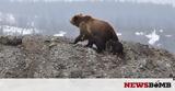 Επικό Αρκούδα, Καστοριά,epiko arkouda, kastoria