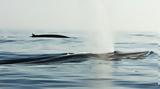 Φάλαινες, Μεσόγειο, - Σπάνια, Γαλλίας,falaines, mesogeio, - spania, gallias
