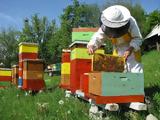 Ενισχύσεις, Μελισσοκόμων,enischyseis, melissokomon