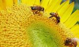 20 Μαΐου, Παγκόσμια Ημέρα Μέλισσας,20 maΐou, pagkosmia imera melissas