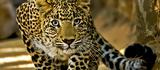 – Λεοπάρδαλη,– leopardali