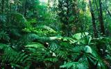 «Τα τροπικά δάση μπορεί να απελευθερώνουν άνθρακα με την υπερθέρμανση του πλανήτη»,