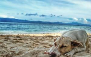 Ο δεκάλογος ορθής συμπεριφοράς για να έχεις τον σκύλο σου μαζί σου στην παραλία