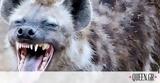 Τα ζώα με το δυνατότερο δάγκωμα στον κόσμο (photos),