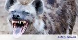 Τα ζώα με το δυνατότερο δάγκωμα στον κόσμο (photos),