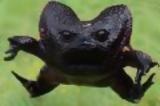 Ο αφρικανικός βάτραχος με το περίεργο κόασμα!,