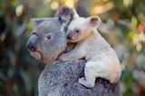 Κοάλα Αυστραλία, 2050, Νότια Ουαλία,koala afstralia, 2050, notia oualia