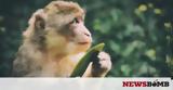 Μαϊμού …,maimou …