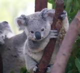Κοάλα Αυστραλία –,koala afstralia –