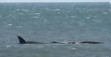 Φάλαινα, Κορινθιακό Κόλπο – Είχαν, Video,falaina, korinthiako kolpo – eichan, Video