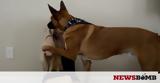 Σκύλος-ήρωας,skylos-iroas