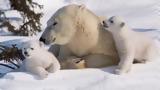 Η κλιματική αλλαγή θα εξαφανίσει τις πολικές αρκούδες έως το τέλος του αιώνα,