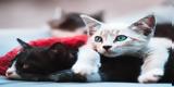 8 Αυγούστου – Παγκόσμια Ημέρα Γάτας 2020,8 avgoustou – pagkosmia imera gatas 2020