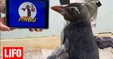 Πιγκουίνος, Pingu, Pad,pigkouinos, Pingu, Pad