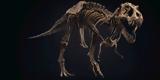 Στο σφυρί ένας από τους μεγαλύτερους σκελετούς τυραννόσαυρου στον κόσμο (pic - vid),