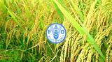 FAO,Sustainable Development Goals