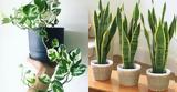 8 φυτά εσωτερικού χώρου που αντέχουν για καιρό δίχως φως ή πότισμα και δεν χρειάζονται καθόλου φροντίδα,