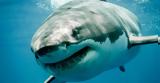 Θα σκοτώσουν μισό εκατομμύριο καρχαρίες για το εμβόλιο του κορωνοιου,