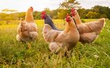 Εν μέσω πανδημίας κορονοϊού,η ΕΕ προειδοποιεί για ξεσπάσματα της γρίπης των πτηνών