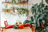 4 μαγαζιά με φυτά που θα μεταμορφώσουν το σπίτι σου. Ο ορισμός της αστικής ζούγκλας,