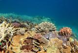 Αυστραλία, Ψαράδες, Μεγάλου Κοραλλιογενή Υφάλου,afstralia, psarades, megalou koralliogeni yfalou