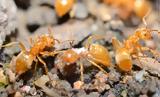 Κίτρινα Τρελά Μυρμήγκια, Αυστραλία,kitrina trela myrmigkia, afstralia