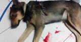 Νέα επίθεση σε σκύλο,του επιτέθηκαν με μαχαίρι ή κατσαβίδι