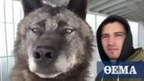 The largest wolf in the world is loveable...(video),