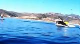 Βίντεο-σοκ – Φάλαινα,vinteo-sok – falaina