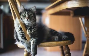Αν έχεις γάτα πρέπει να γνωρίζεις αυτές τις 5 θανατηφόρες ασθένειες και τα συμπτώματα τους