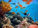 Μεγάλο Κοραλλιογενές Φράγμα,megalo koralliogenes fragma