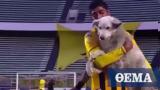 A dog interrupted a professional soccer game running on the field & now a player is adopting the pup (video),