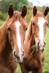 24 άλογα με μοναδικά και σπάνια χρώματα (video),