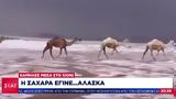 Σακχάρα, Αλάσκα, - Καμήλες,sakchara, alaska, - kamiles