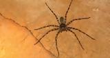 Τεράστια -αράχνη, - Φωτογραφία,terastia -arachni, - fotografia