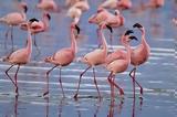 Νεκρά Φλαμίνγκο Επικοινωνιακά,nekra flamingko epikoinoniaka