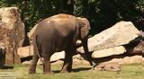 Ελεφαντάκι, – Δείτε,elefantaki, – deite