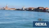 Βενετία, Δελφίνια, Μεγάλο Κανάλι,venetia, delfinia, megalo kanali