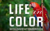 Life, Color,Netflix, David Attenborough