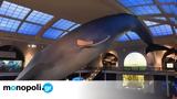 Μουσείο Φυσικής Ιστορίας, Μπλε Φάλαινα, Νέας Υόρκης,mouseio fysikis istorias, ble falaina, neas yorkis