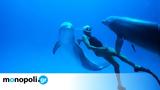 Dolphin Man, Δωρεάν, Παγκόσμια Ημέρα Γης,Dolphin Man, dorean, pagkosmia imera gis