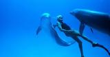 Παγκόσμια Ημέρα Γης, Δωρεάν, Dolphin Man,pagkosmia imera gis, dorean, Dolphin Man