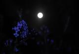 Ροζ Φεγγάρι, Απόψε, 2021 - Πώς,roz fengari, apopse, 2021 - pos