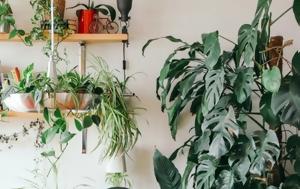 10 φυτά που διατηρούνται εύκολα στο μπαλκόνι